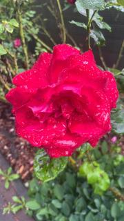 Rose & Oak Apartment - 2