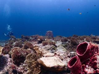 Adang Sea Divers & Eco Lodge - 1
