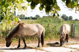 Hestar Husid, het luxe paardenhuis - 3