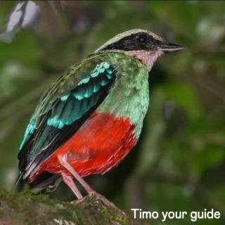 Turaco Trails Tours - 2