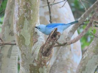 Medellin Bird watching Cabin reserved Forest - 9