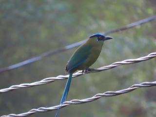 Medellin Bird watching Cabin reserved Forest - 7