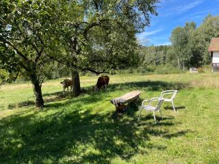 Wiesenbett unterm Nachthimmel - 3