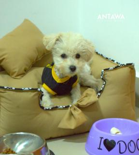 ANTAWA Lifestyle Hotel - 3