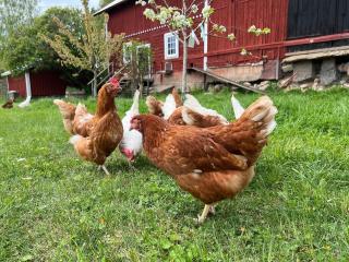 Rural accommodation on a farm - 7