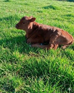 Bluegum Lodge Farmstay, Oamaru - 7