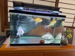 KOTO TEA HOUSE - Vacation STAY 12810 - 1