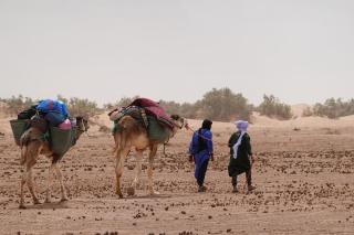 Sahara Caravan - 1