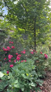 Rose & Oak Apartment - 4
