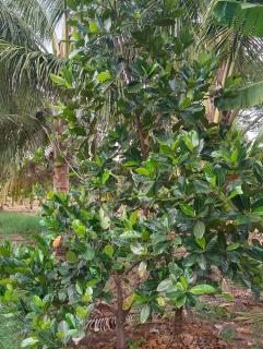 SKR vrindavan garden - 7