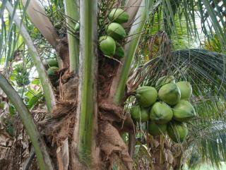 SKR vrindavan garden - 6