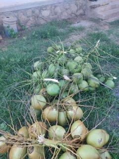 SKR vrindavan garden - 3