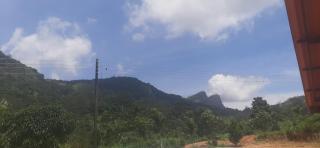 Pekoe paradise - 2