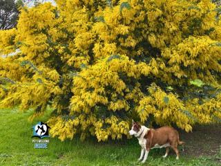 Wattledene at Inman Valley Eco-Cottage on the Heysen Trail with Breakfast Included - 1