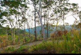 Whispering Hills Ella - 9