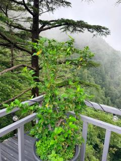 The Coverpage Boutique Stays Mussoorie - 9