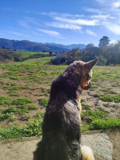 Hotel Rural Los Semellones, Se Aceptan Mascotas - 5