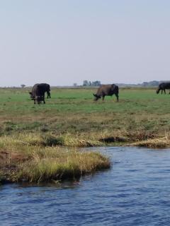 7 roomed boutique safari Lodge-Chobe Sunset Chalets - 4