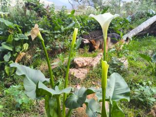Emunah Stone Cottage - 5