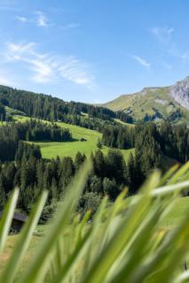 Schermtanne Kulinarik und Wohnen - 2