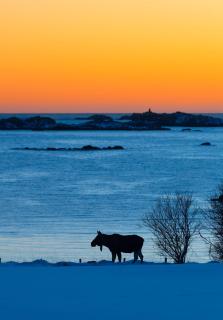 Arctic Retreat, Whales, Northern Lights & Lofoten - 4
