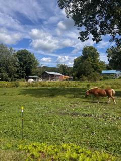 A Scenic Place near Amherst (Next to a Horse Farm) - 6