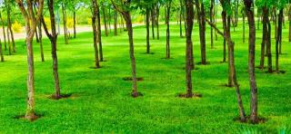 Green Retreat Hotel - 1