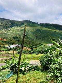 Tea Forest - 4