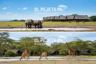 Olpejeta conservancy - 8