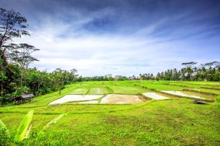 Villa Viola - Ubud - 5