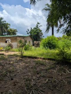 Bakis africa greenzone - 3