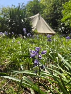 Bell Tent in the Wood - 1