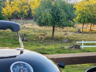 Småland wilderness adventure - 15 beds - 2 bathrooms - 2