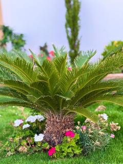 Al Mahari Villa - 4