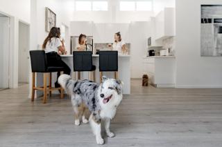 Family & Pet-Friendly Luxury Near Hastings St - 9