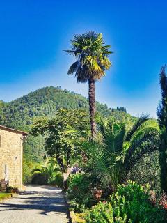 La Marginella - Tuscan Estate & Olive Orchard with Pool - 3