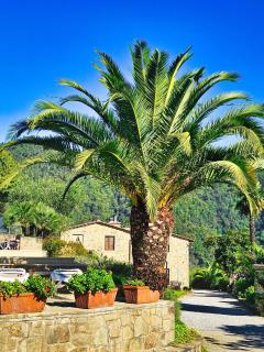 La Marginella - Tuscan Estate & Olive Orchard with Pool - 2