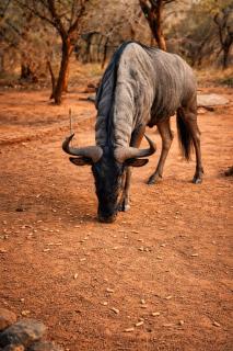 1427 on Hornbill - 3