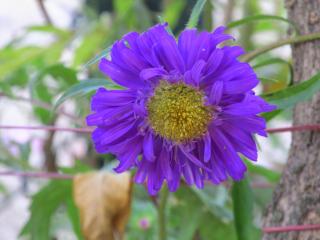 Pubali Homestay - Bolpur - 6