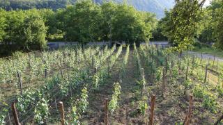 Kipiani Guest House - ყიფიანის სახლი - 1