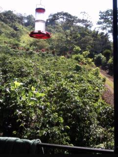 Cabin, Birdwatching & Adventure - 2