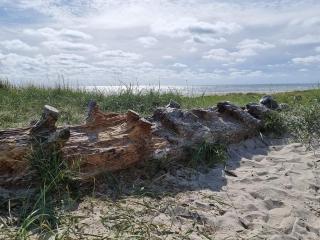 Seaside Oasis in Blavand - By Traum Ferienwohnungen - 7