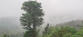 Parudeesa home stay peechi - 9