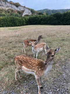Gîtes Le Val des Cerfs - 5