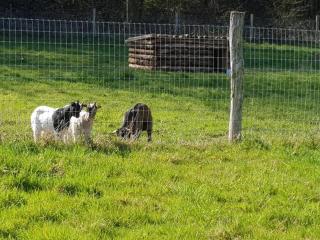 Gîtes Le Val des Cerfs - 4