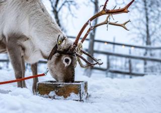 Lapelland Borealis Village - 5