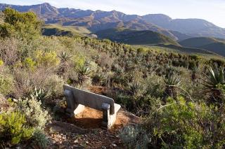 Oude Koos in the Cango Valley - 1