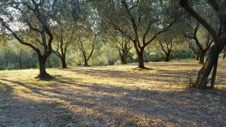 Residence Oliveto Mare Carso - Sistiana - 7