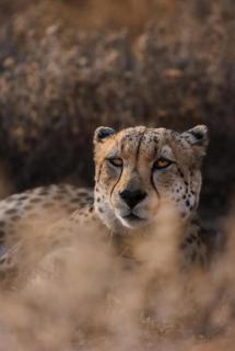 Villa Duma - Exclusive Big 5 Safari Villa - 6