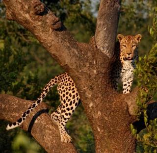 Villa Duma - Exclusive Big 5 Safari Villa - 5